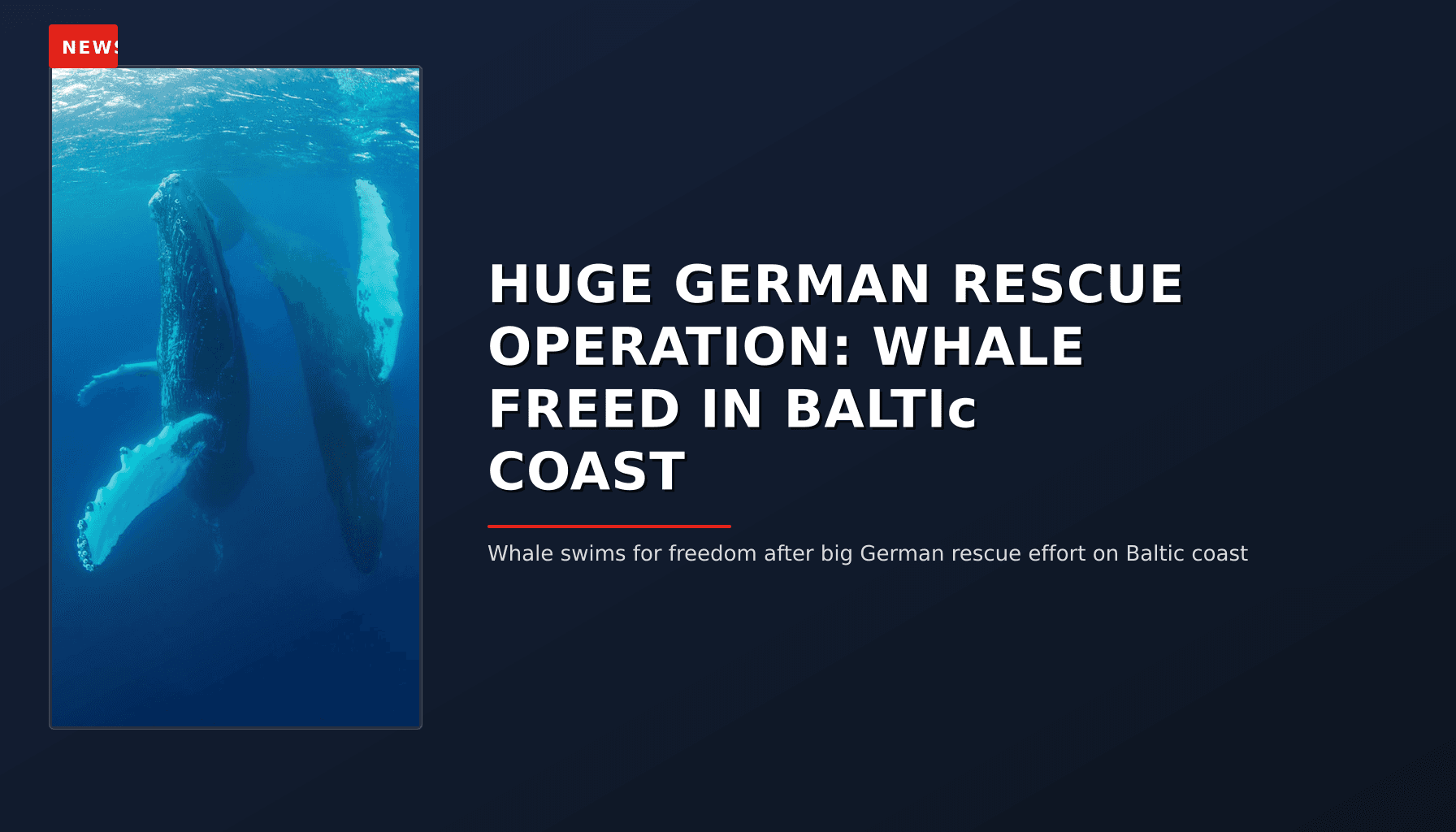 NEWS: HUGE GERMAN RESCUE OPERATION: WHALE FREED IN BALTIc COAST — VPNews