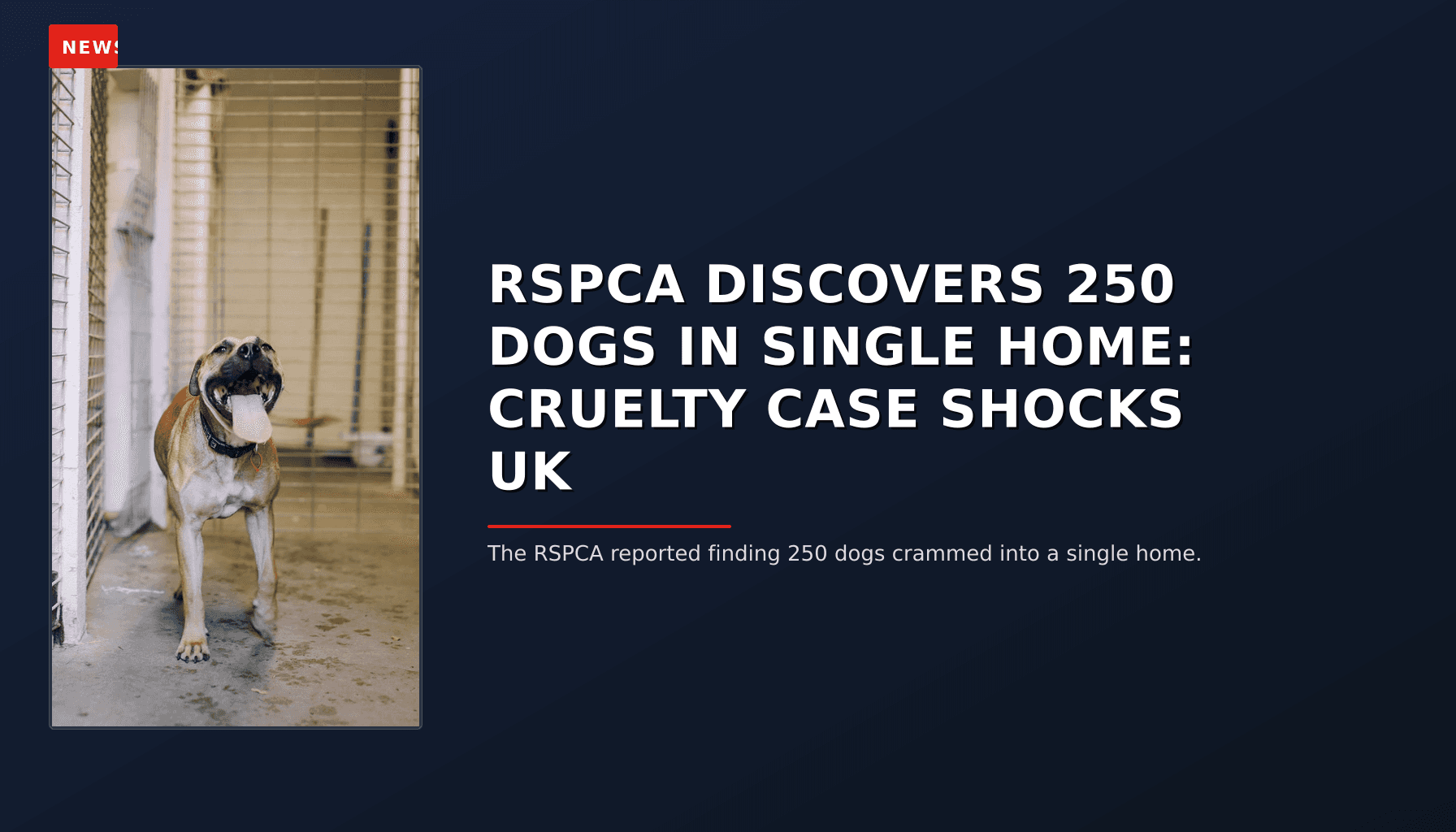 NEWS: RSPCA DISCOVERS 250 DOGS IN SINGLE HOME: CRUELTY CASE SHOCKS UK — VPNews