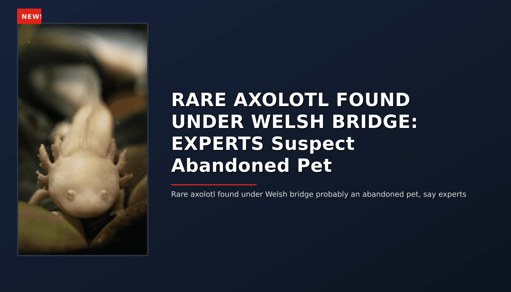 NEWS: RARE AXOLOTL FOUND UNDER WELSH BRIDGE: EXPERTS Suspect Abandoned Pet — VPNews