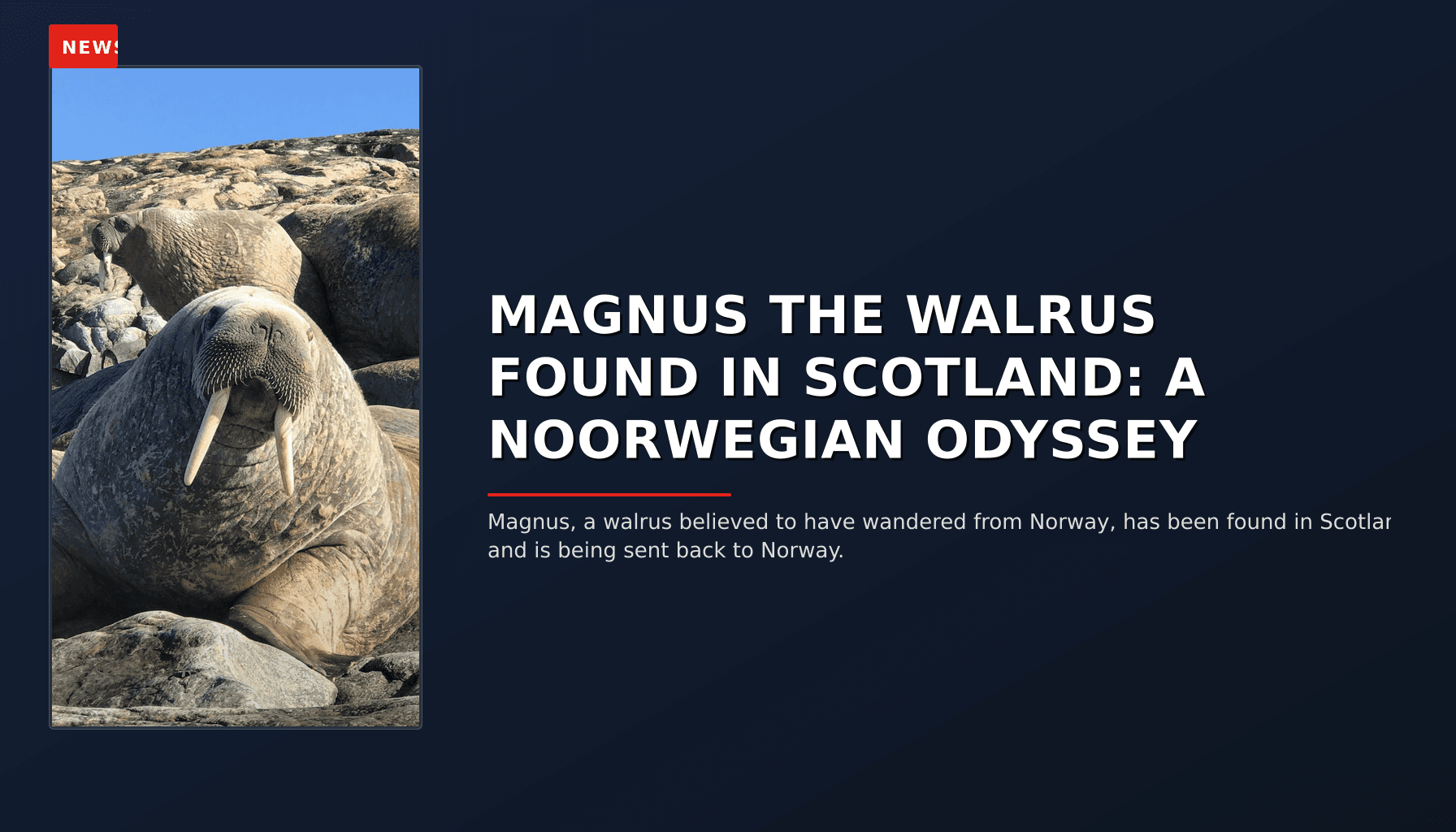 NEWS: MAGNUS THE WALRUS FOUND IN SCOTLAND: A NOORWEGIAN ODYSSEY — VPNews