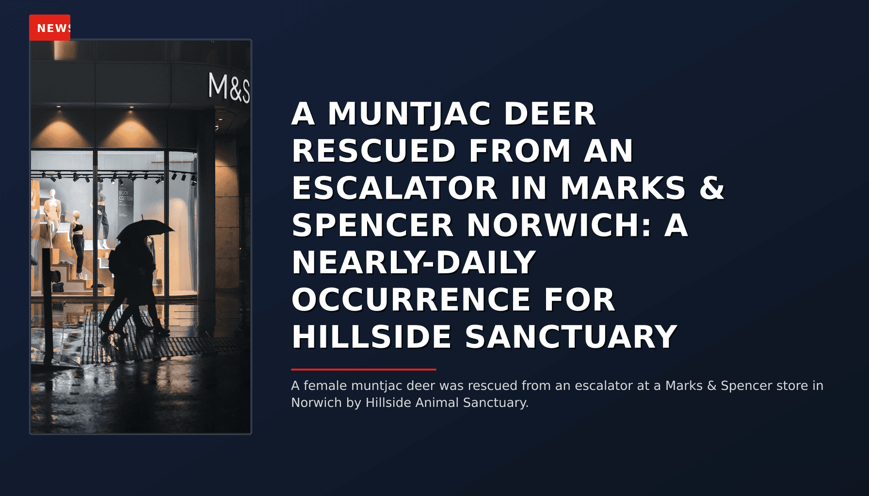 NEWS: A MUNTJAC DEER RESCUED FROM AN ESCALATOR IN MARKS & SPENCER NORWICH: A NEARLY-DAILY OCCURR — VPNews