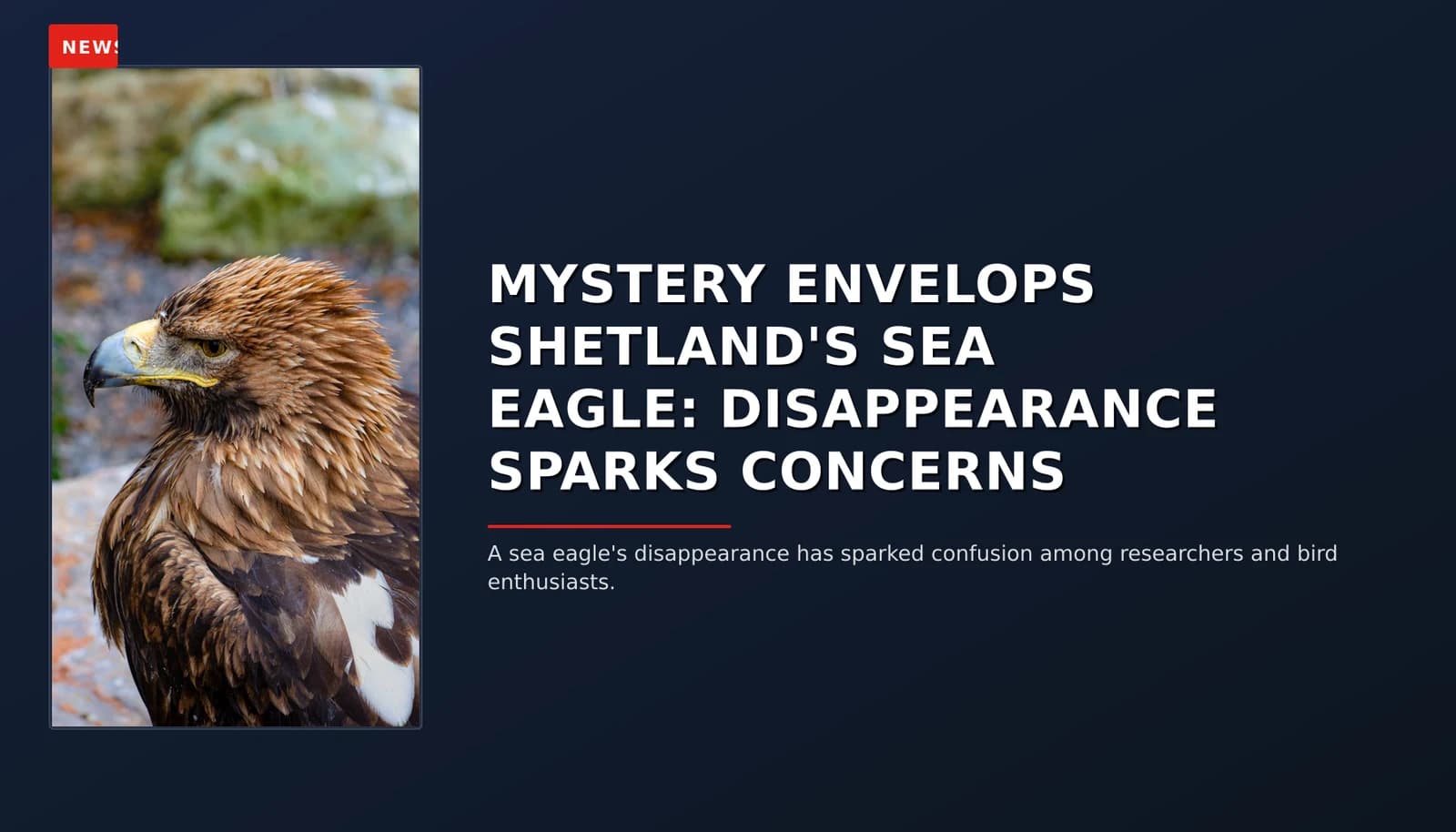 NEWS: MYSTERY ENVELOPS SHETLAND'S SEA EAGLE: DISAPPEARANCE SPARKS CONCERNS — VPNews