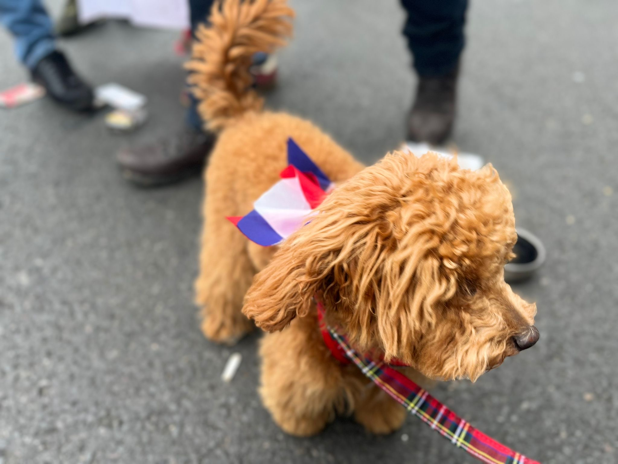 Patriotic pooch