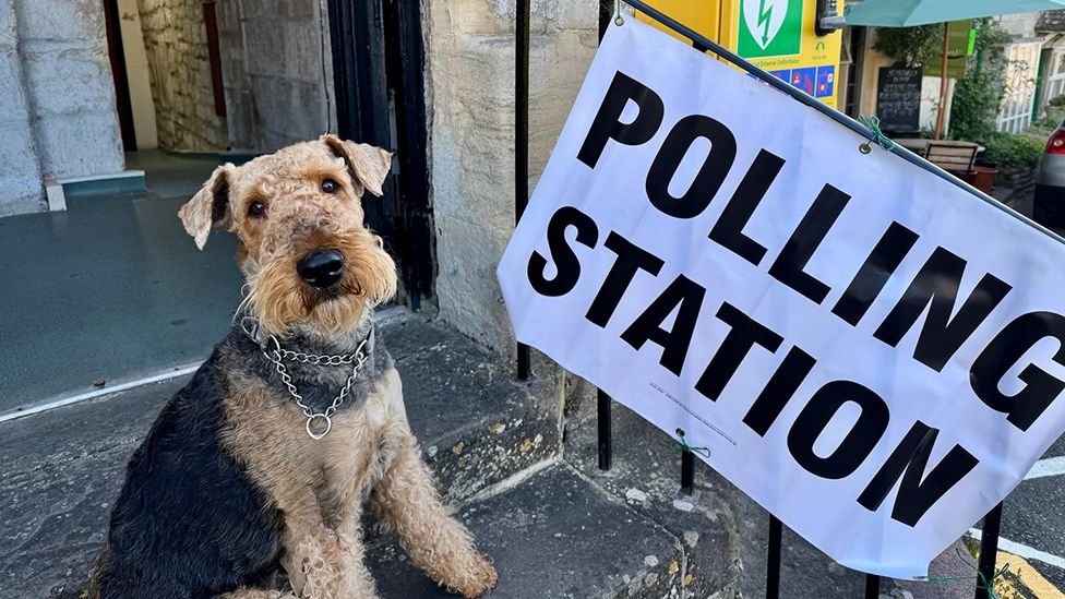 Image depicting a dog at a local elections 2026 polling station 